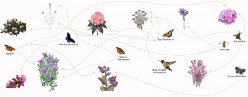 Chart of the potential pollinators that would be attracted to the site