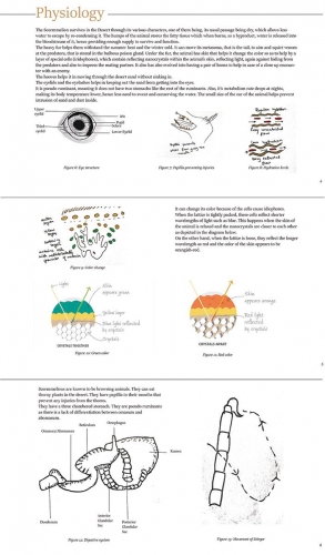 Physiology