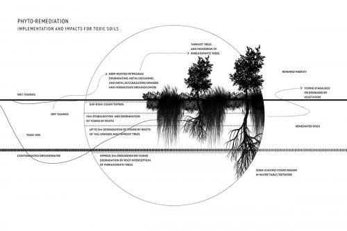 Timeline diagram showing phyto-remediation strategies and impacts (information from Kennen and Kirkwood, 2015) used to address toxic soil scenarios