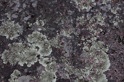 Learning to admire Lichen and its subtleties in colour, texture and temporality as a natural composition